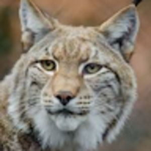 Meet your Posher, Jo